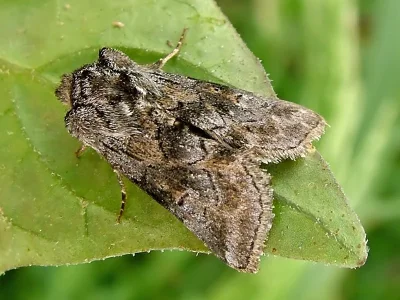 Cleonymia (Serryvania) yvanii