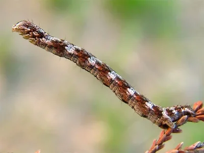 Pachycnemia hippocastanaria