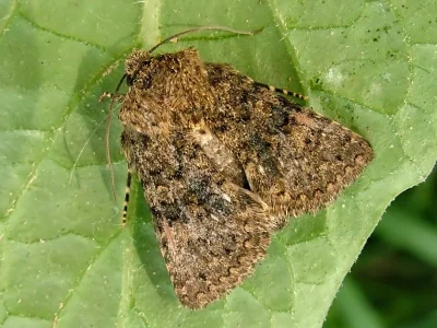Recoropha canteneri