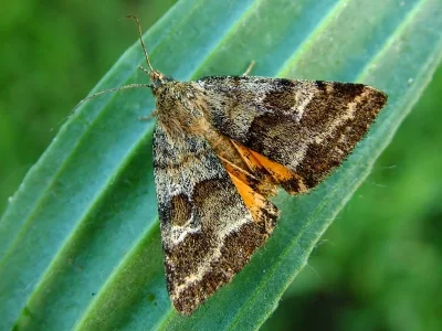Synthymia fixa