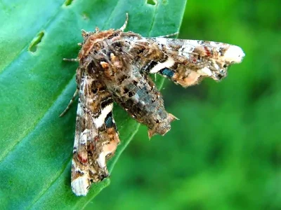 Eutelia adulatrix