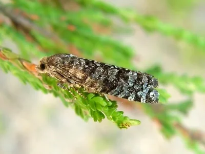 Retinia resinella