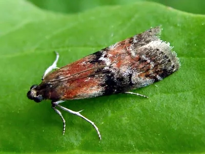 Rhodophaea formosa
