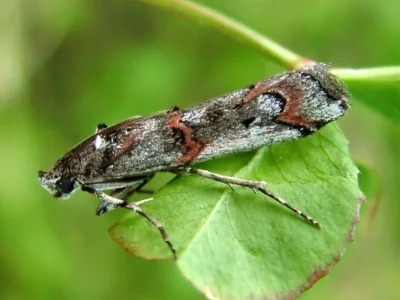 Pempelia palumbella