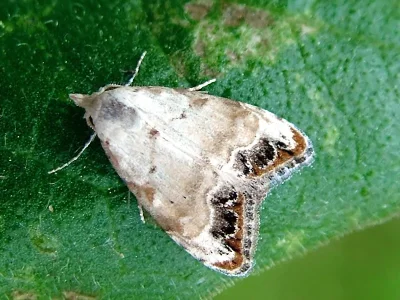 Nola (N.) chlamitulalis