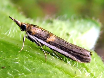Etiella zinckenella