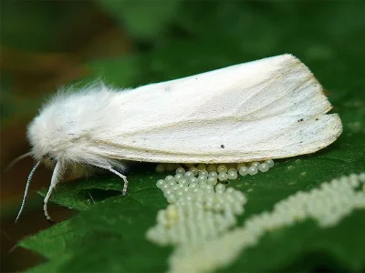 Spilosoma urticae