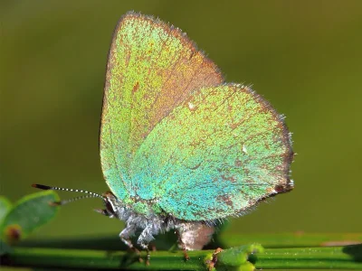 Callophrys (Callophrys) rubi