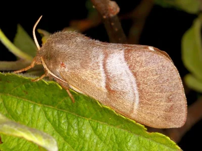 Macrothylacia rubi