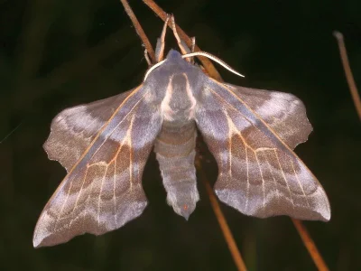 Laothoe amurensis