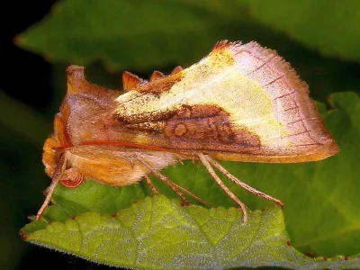Diachrysia stenochrysis