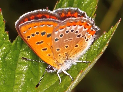 Lycaena (Helleia) helle