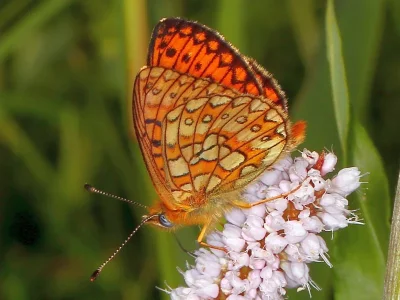 Boloria (Proclossiana) eunomia