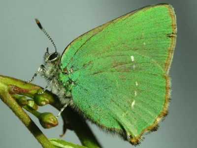 Callophrys (Callophrys) rubi