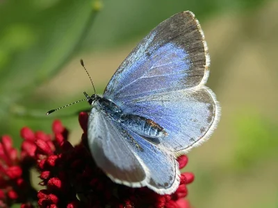 Celastrina (Celastrina) argiolus