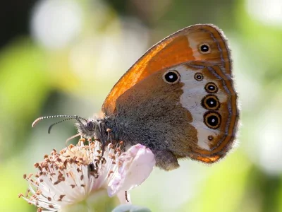 Coenonympha arcania