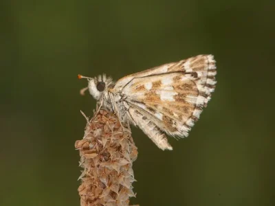 Pyrgus malvoides