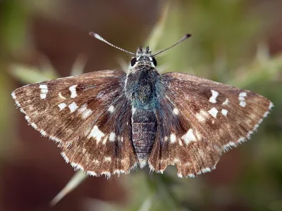 Muschampia proto