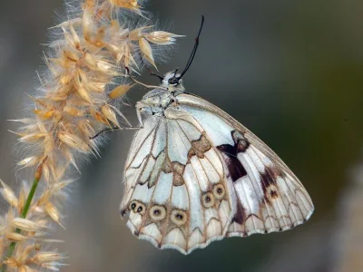 Melanargia (Melanargia) lachesis