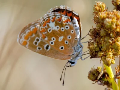 Aricia cramera