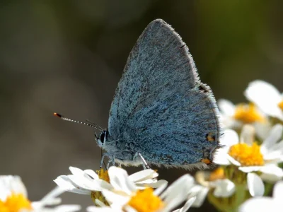 Satyrium (Nordmannia) armena