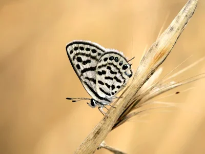 Tarucus balkanica