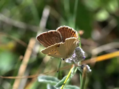 Polyommatus (Agrodiaetus) dama