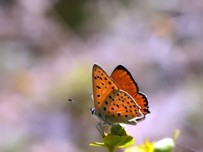 Lycaena (Thersamonia) ochimus