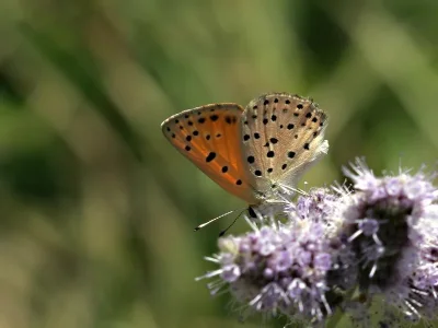 Lycaena (Thersamonia) ochimus