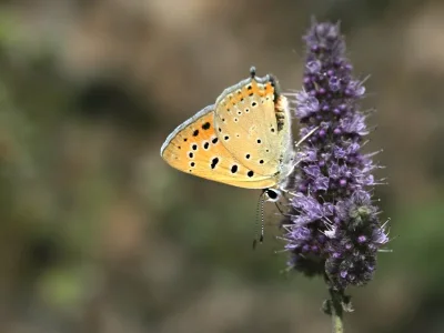Lycaena (Thersamonia) asabinus