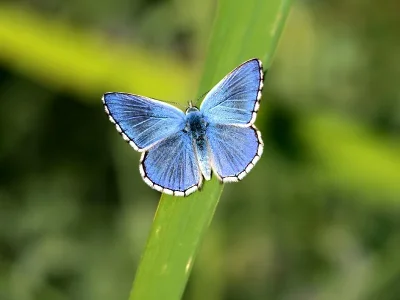 Polyommatus (Lysandra) bellargus