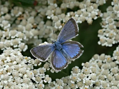 Polyommatus (Polyommatus) eroides