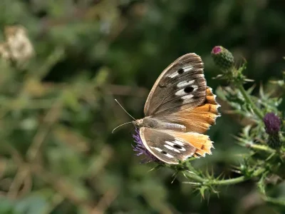 Chazara (Chazara) bischoffi