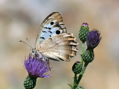 Chazara (Chazara) bischoffi