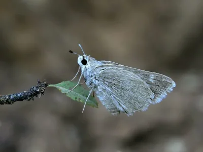 Eogenes alcides