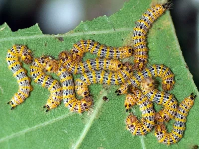 Phalera bucephaloides