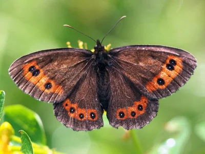 Erebia ligea