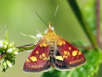 Pyrausta aurata