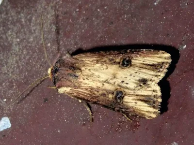 Axylia putris