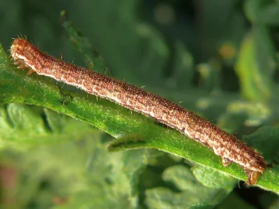 Eupithecia succenturiata