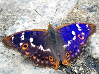 Apatura ilia
