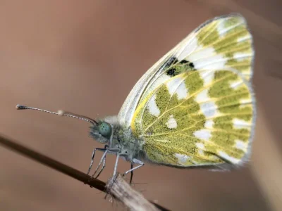Pontia edusa
