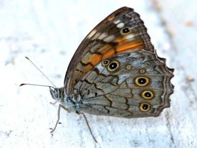 Kirinia roxelana