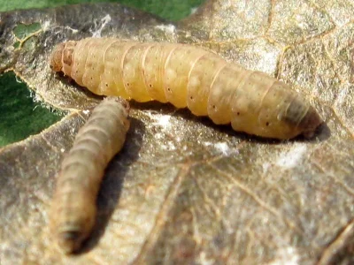 Zanclognatha zelleralis