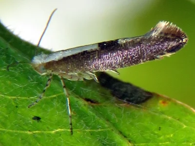 Argyresthia (Argyresthia) semifusca