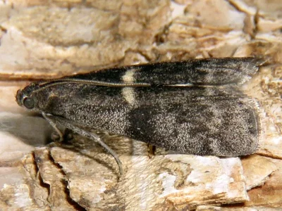 Apomyelois bistriatella