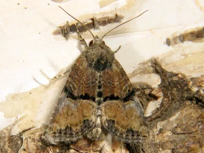 Mesoligia furuncula