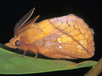 Euthrix potatoria