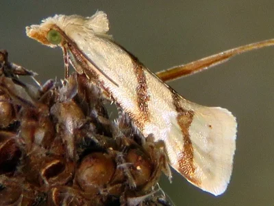 Aethes francillana