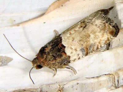 Gypsonoma aceriana